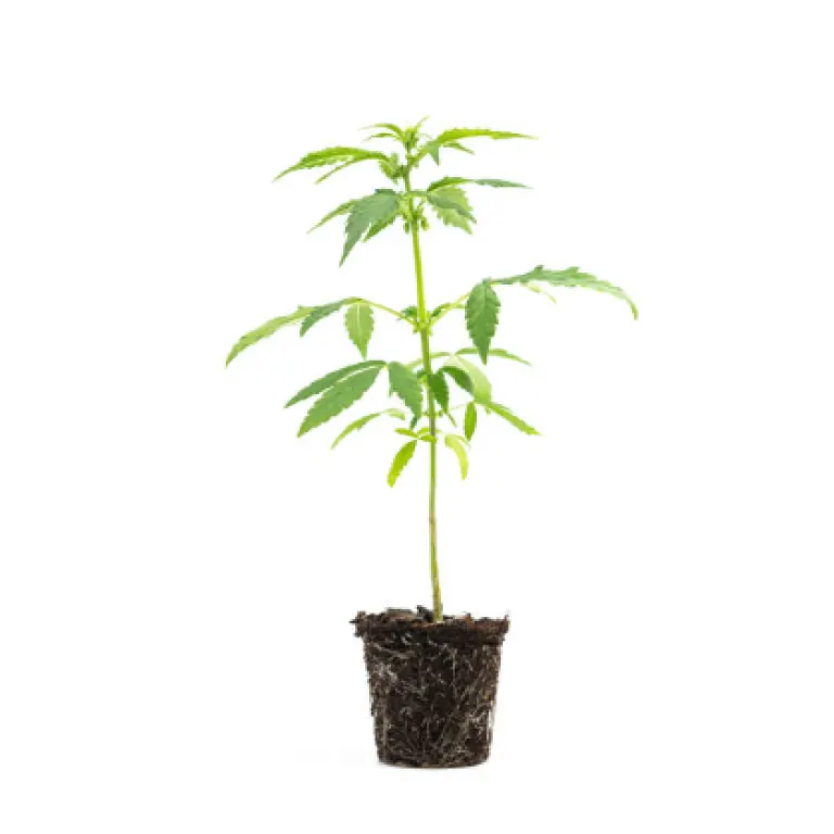 cc hanfsteckling produktbild
